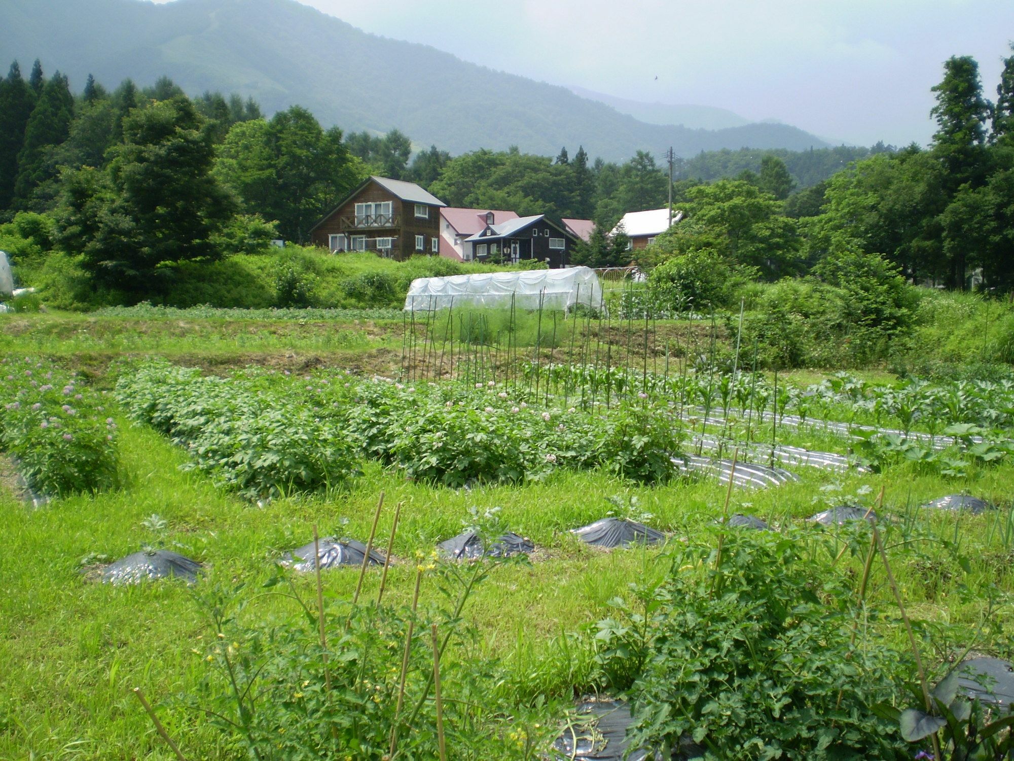 ペンション ちゃうちゃう Bed & Breakfast Hakuba Eksteriør bilde